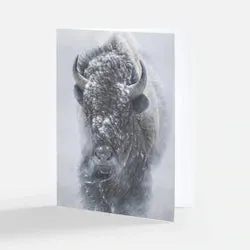 Bison Notecard Pack