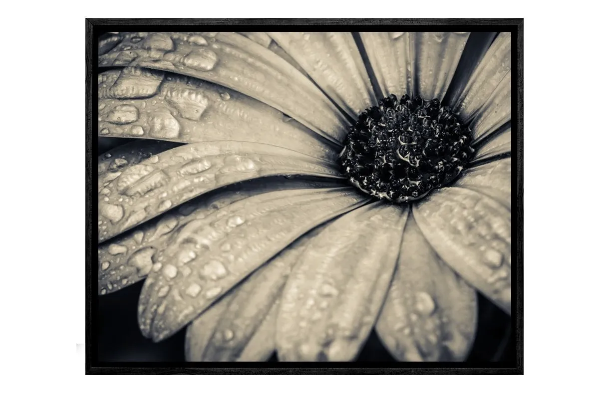 Black and White Daisy | Floral Canvas Wall Art Print