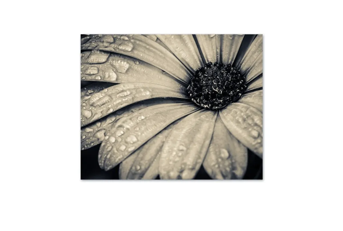 Black and White Daisy | Floral Canvas Wall Art Print