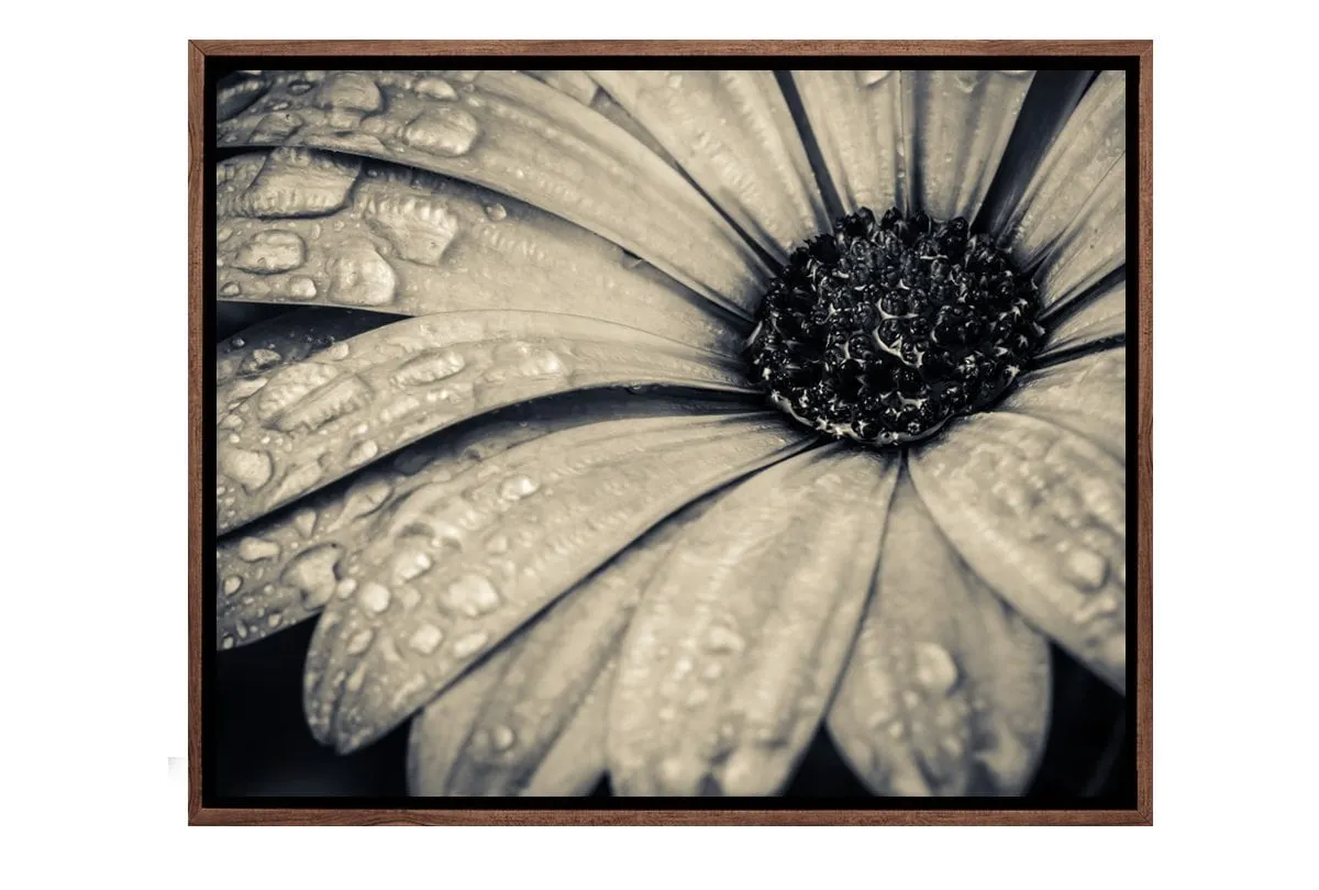 Black and White Daisy | Floral Canvas Wall Art Print