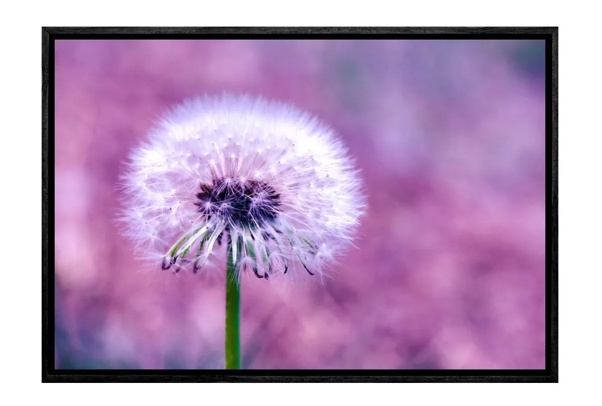 Dandelion 2 | Canvas Art Print