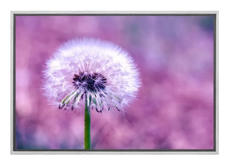 Dandelion 2 | Canvas Art Print