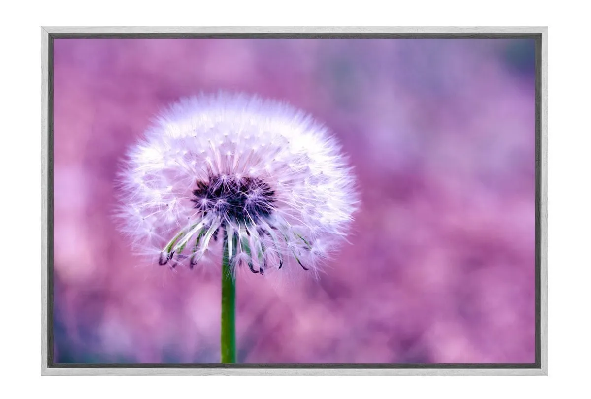 Dandelion 2 | Canvas Art Print