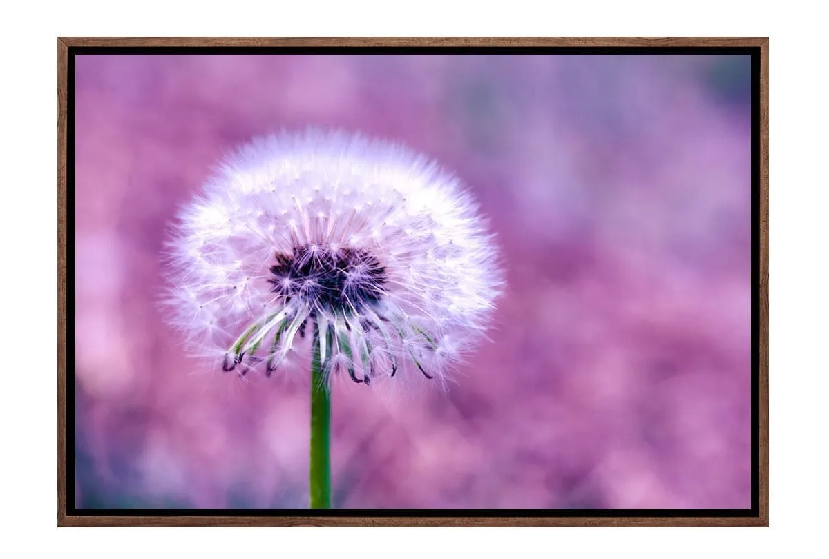 Dandelion 2 | Canvas Art Print