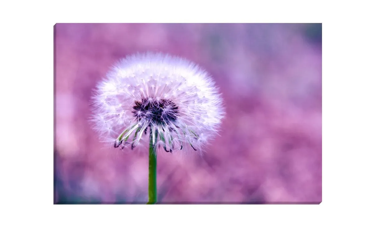 Dandelion 2 | Canvas Art Print