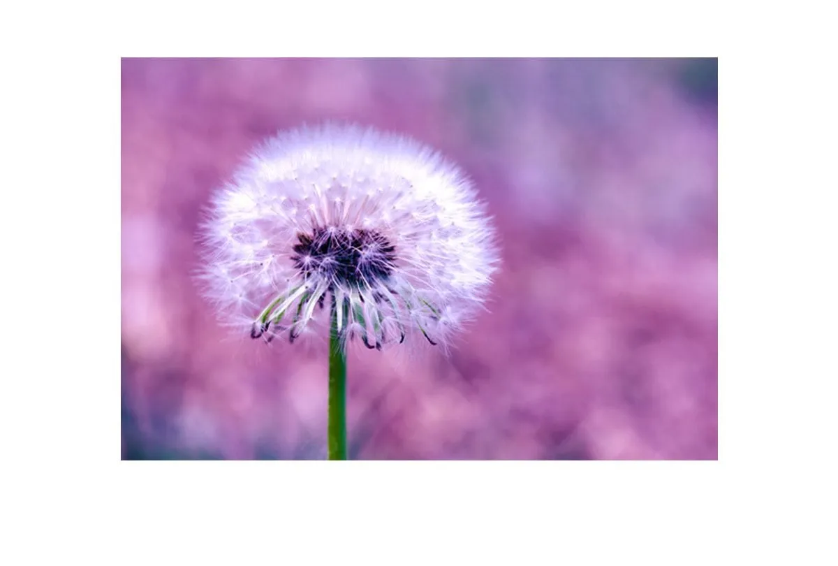 Dandelion 2 | Canvas Art Print