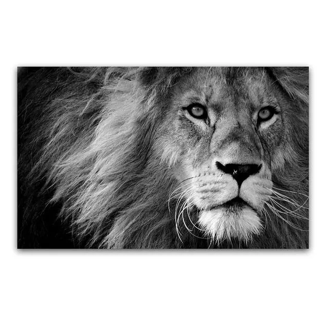 Gorgeous Lion Canvas